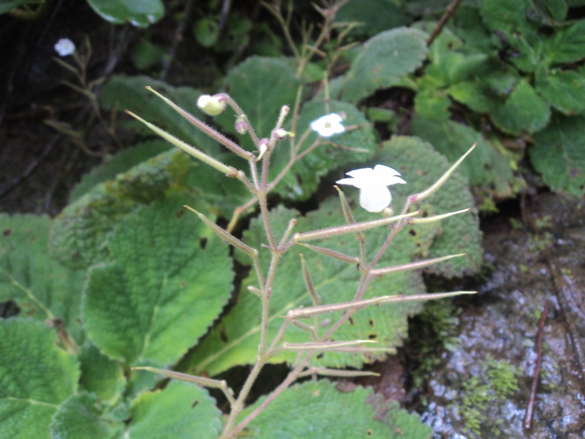 Henckelia humboldtiana (Gardner) A.Weber & B.L.Burtt